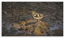 Forest Wagtail