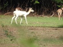Blackbuck (Antilope cervicapra) including a male and a leucistic individual