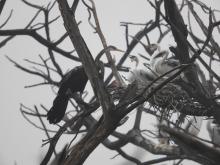 Oriental Darter [Anhinga melanogaster] (nesting)