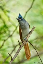 Female Paradise Flycatcher