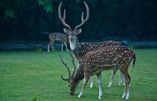 Spotted Deer