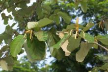 Maple Leaved Bayur