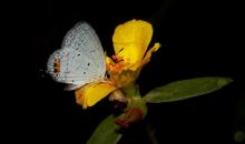Indian cupid [Chilades parrhasius]