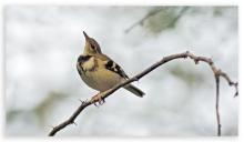Forest Wagtail