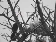 Oriental Darter [Anhinga melanogaster] (nesting)