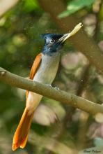 Female Paradise Flycatcher