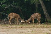 Spotted Deer