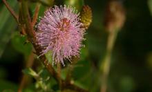 Mimosa