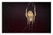 Arrowback Orb Weaver