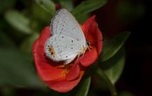 Indian CupidIndian cupid [Chilades parrhasius]