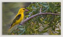 Golden oriole.