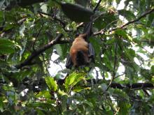 Flying Fox (Pteropus medius)