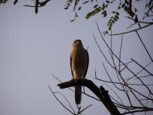 Shikra (male) [Accipiter badius]