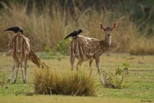 Spotted Deer