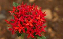 Jungle Flame