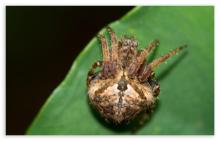 Arrowback Orb Weaver