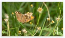 Lemon pansy [Junonia lemonias]
