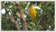 Golden oriole