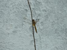 Scarlet Skimmer (Crocothemis servilia) (female)