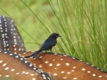 Black Drongo [Dicrurus macrocercus] (perched on Spotted Deer)