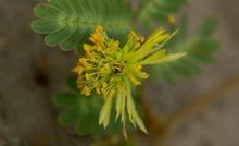 Mimosa