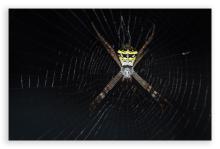 Banded Cross