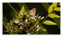Lesser grass blue [Zizina Otis]