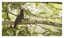 Grey Bellied Cuckoo