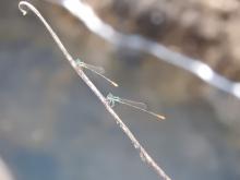 Pygmy Wisp (Agriocnemis pygmaea) (two male individuals)