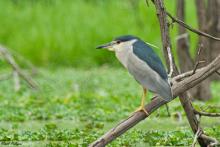 Night Heron