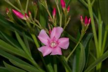 Nerium Oleander