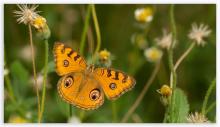 Peacock pansy [Junonia almana]