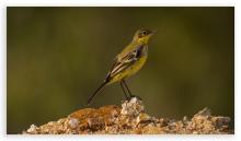 Grey wagtail