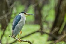 Night Heron
