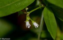 Oldenlandia Sp