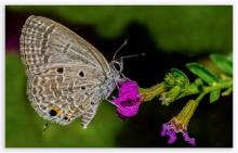 Plains cupid [Luthrodes pandava]