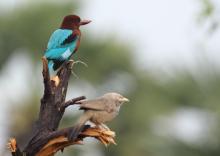 White throated kingfisher and yellow billed babbler