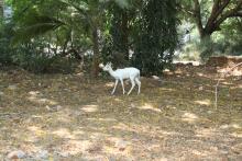 Blackbuck (Antilope cervicapra) (leucistic male)