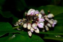Pongamia