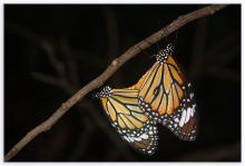 Striped tiger / Common tiger [Danaus genutia] mating