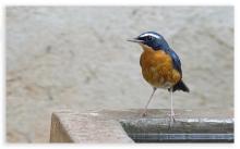 Indian Blue Robin