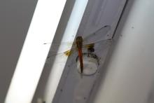 Coral-tailed Cloudwing (Tholymis tillarga) (male)