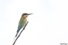 Blue-tailed Bee-eater
