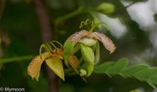 Tamarind Flower