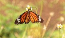 Striped tiger / Common tiger [Danaus genutia]