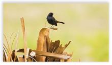 Indian Robin (Male)