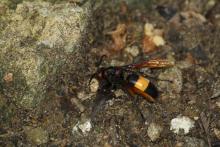 Hornet (Family Vespidae)
