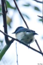 Blue-throated Blue Flycatcher