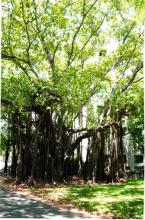 A large banyan tree on the IIT Madras campus