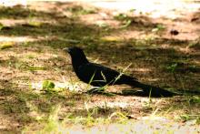 Koel [Eudynamys] (male), IIT Madras campus